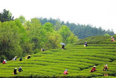 义打造“新茶饮供应链中心”AG真人网站“圣地茶都”遵(图2)